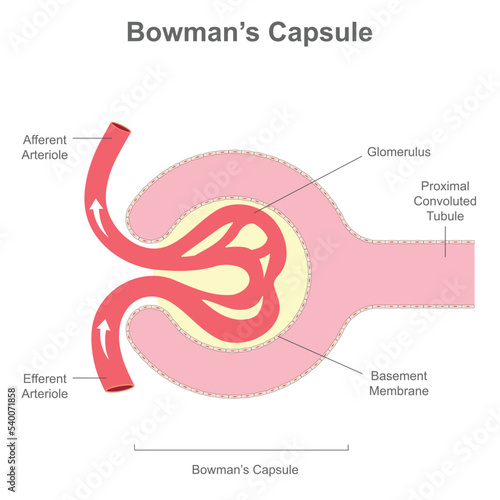 The renal corpuscle or Bowman's Capsule structure photo