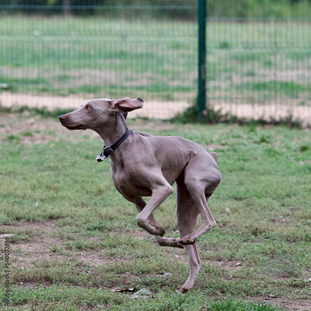 Funny running weimaraner dog in an off leash dog park near Lyon, France