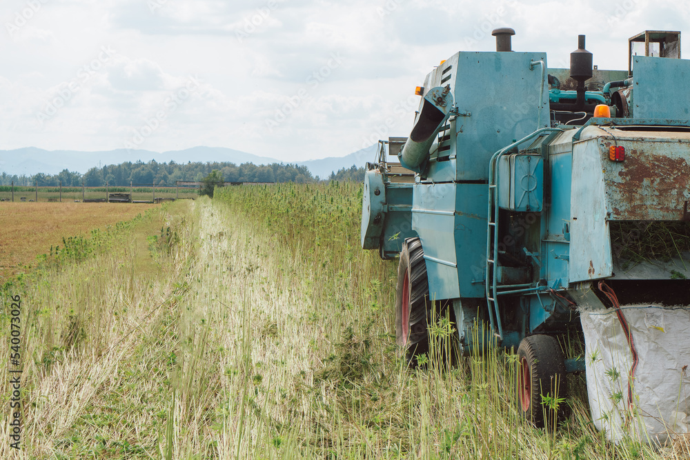 Fototapeta premium Combine on the field, industrial hemp harvesting season using agricultural machinery