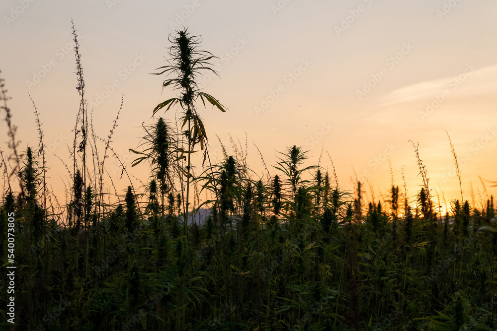 CBD hemp plants on the field at sunset, the beautiful colorful sky in the background