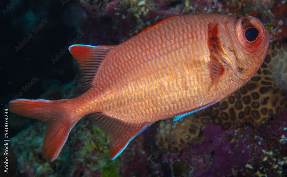 Squirrelfish Squirrelfish