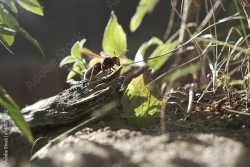 Closeup of a colorful yellow and black wasp (Euodynerus dantici) sitting on dry wood under sunlight photo