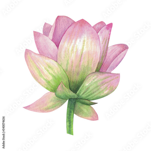 A lotus flower painted in watercolor isolated on a white background.