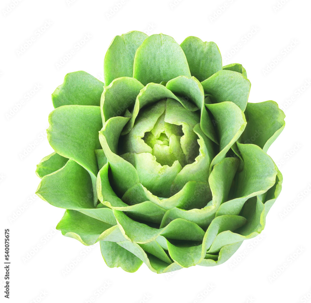 Obraz premium Isolated raw artichoke