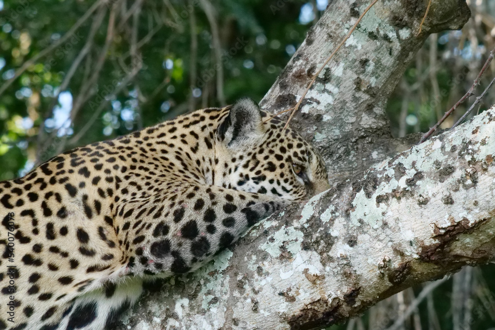 Side profile of a young jaguar - Panthera onca - lying in a tree. Location: Porto Jofre, Pantanal, Brazil Side profile of a young jaguar - Panthera onca - lying in a tree. Location: Porto Jofre, Pantanal, Brazil