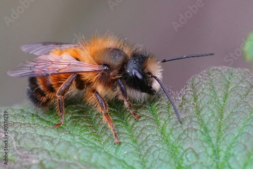 Closeup on a fresh emerged male red mason bee, Osmia rufa sitting on a green leaf photo