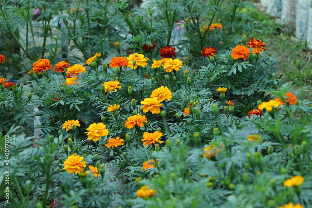 Tagetes patula bonanza yellow french marigold many flowers