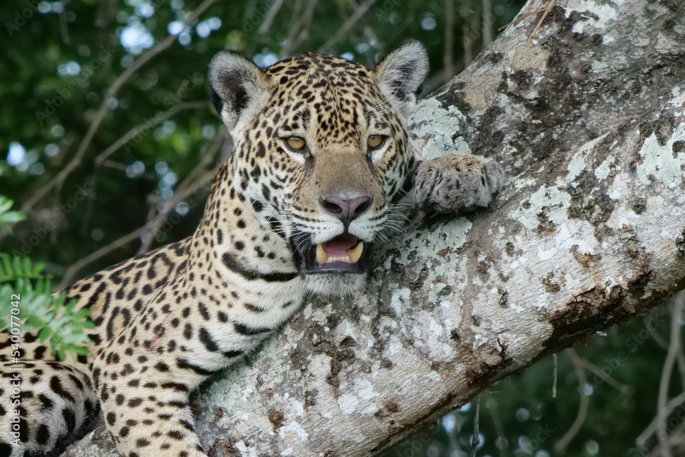 Close up of a young jaguar - Panthera onca - lying in the nook of a tree, facing the viewer. Location: Porto Jofre, Pantanal, Brazil Close up of a young jaguar - Panthera onca - lying in the nook of a tree, facing the viewer. Location: Porto Jofre, Pantanal, Brazil