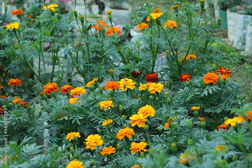 yellow marigold flower growing in garden