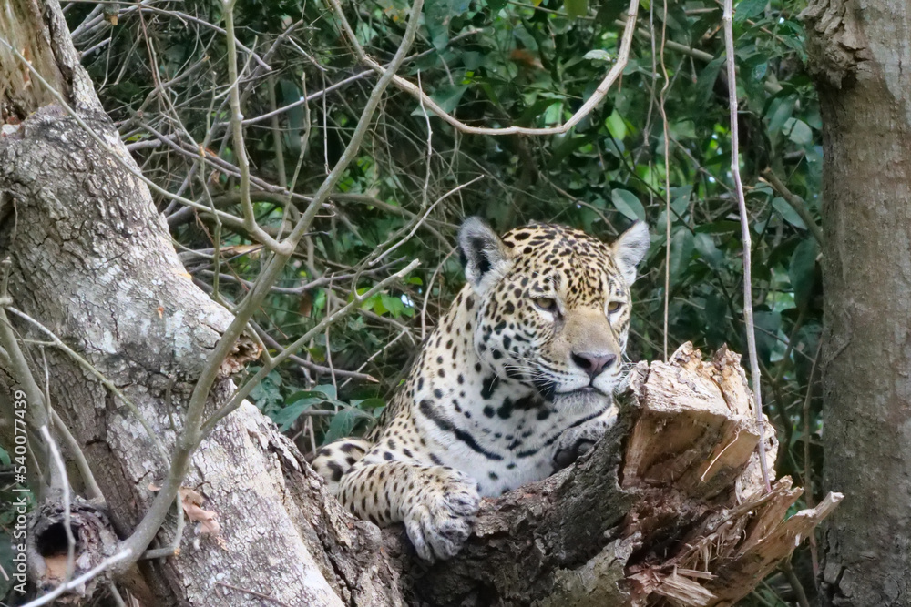 A jaguar - Panthera onca - lying in the nook of a tree branch. Location: Porto Jofre, Pantanal, Brazil A jaguar - Panthera onca - lying in the nook of a tree branch. Location: Porto Jofre, Pantanal, Brazil