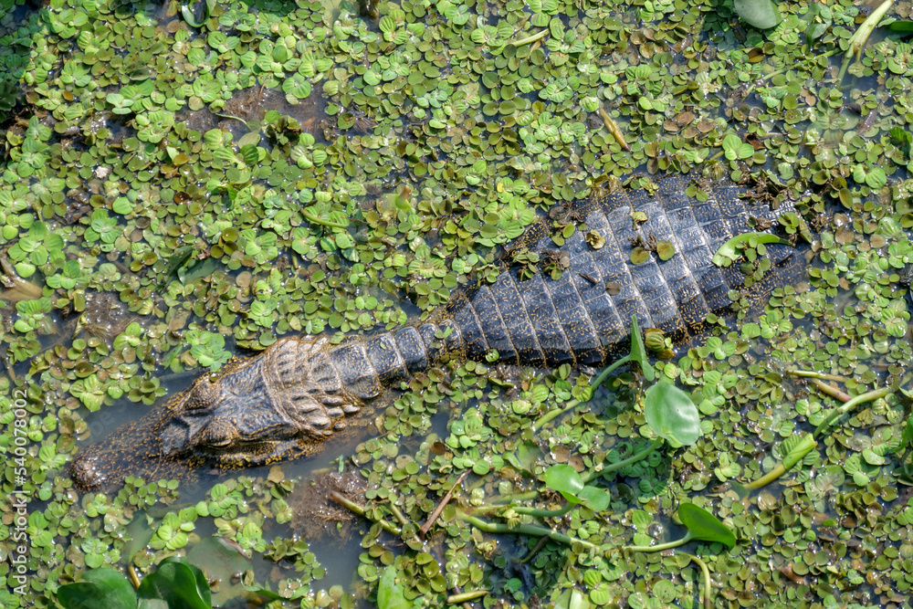 Φωτογραφία Top view of a  Jacaré-do-Pantanal or Caiman Yacare, lying between green leaves in shallow marshland waters