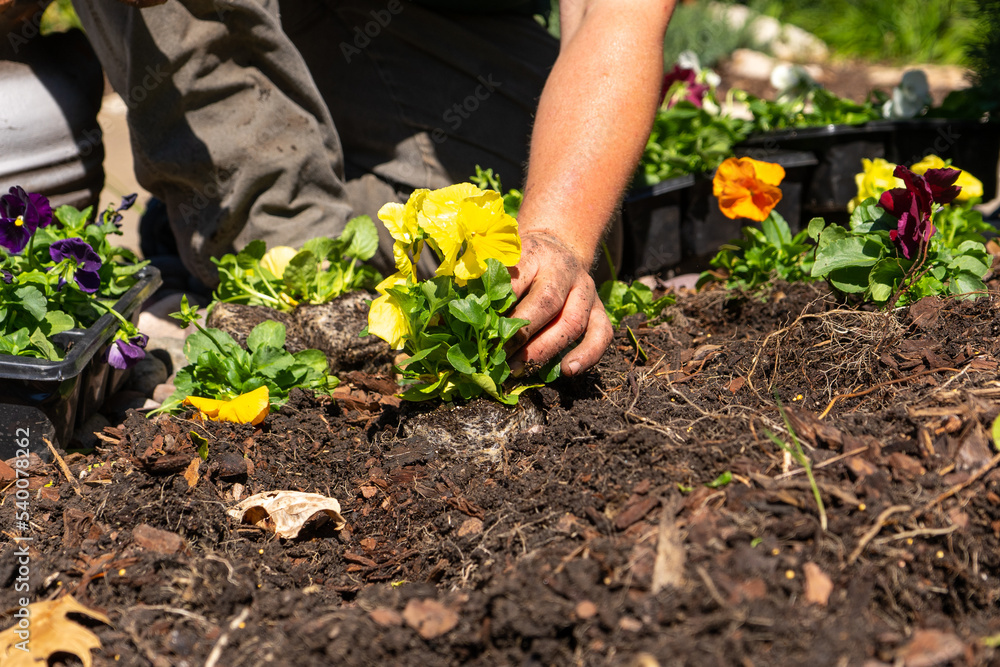 Fototapeta premium Lawn & Landscaping with Flowers and Plants
