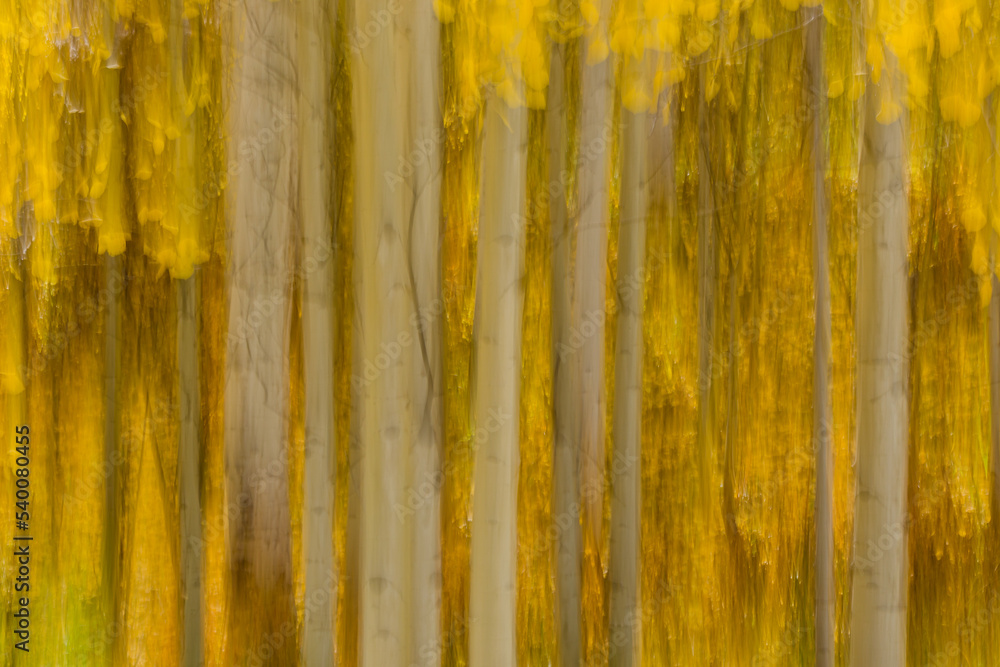 Obraz premium Fall Colors - Aspen Trees Abstract