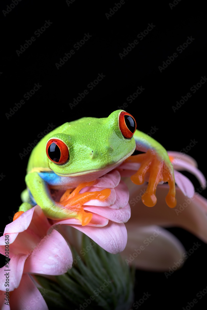 Naklejka premium red-eyed tree frog on a flower