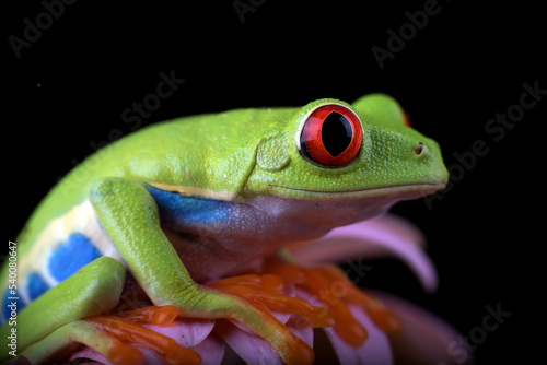 red-eyed tree frog on a flower