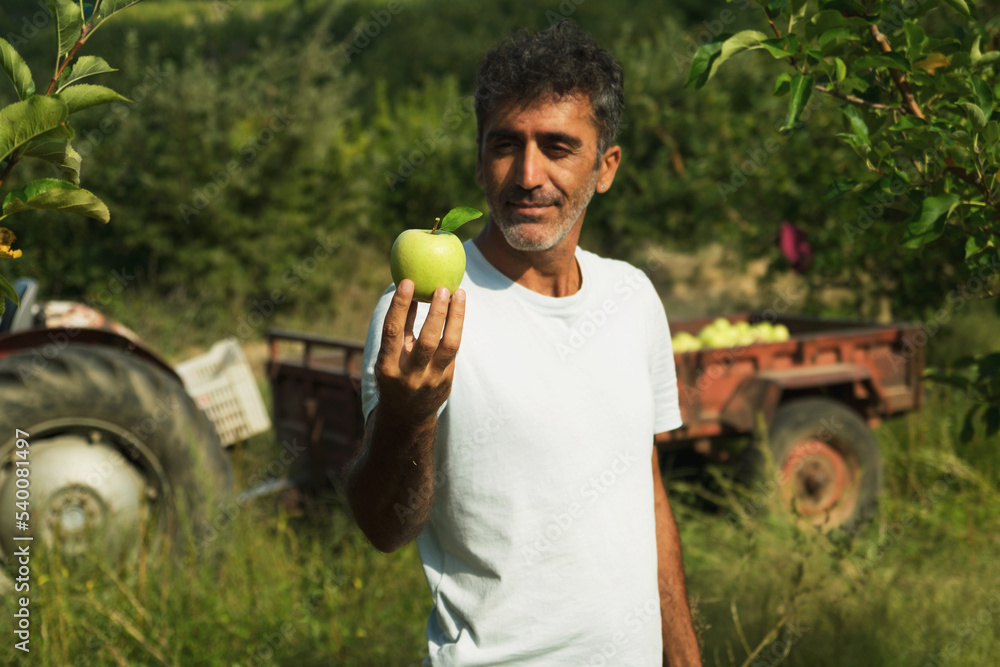 Fototapeta premium Portrait of a middle eastern holding an apple in his hand and posing in an apple orchard with a tractor on the background.