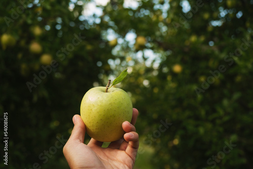 Hand holding a green apple in the apple orchard.