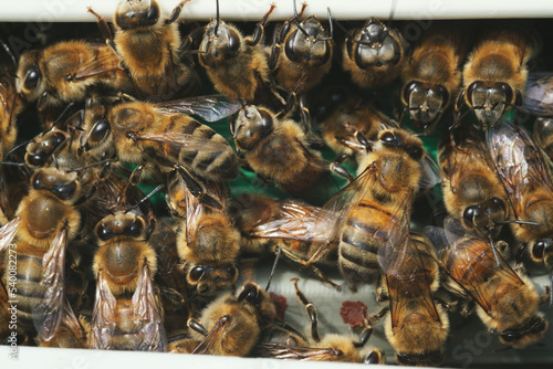 Close up shot of lots of bees on a gate of bee box