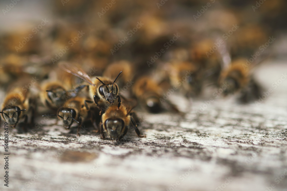 Close up shot of lots of bees on a gate of bee box Close up shot of lots of bees on a gate of bee box