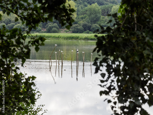 oiseaux dans les marais d'Orx dans les Landes en France photo