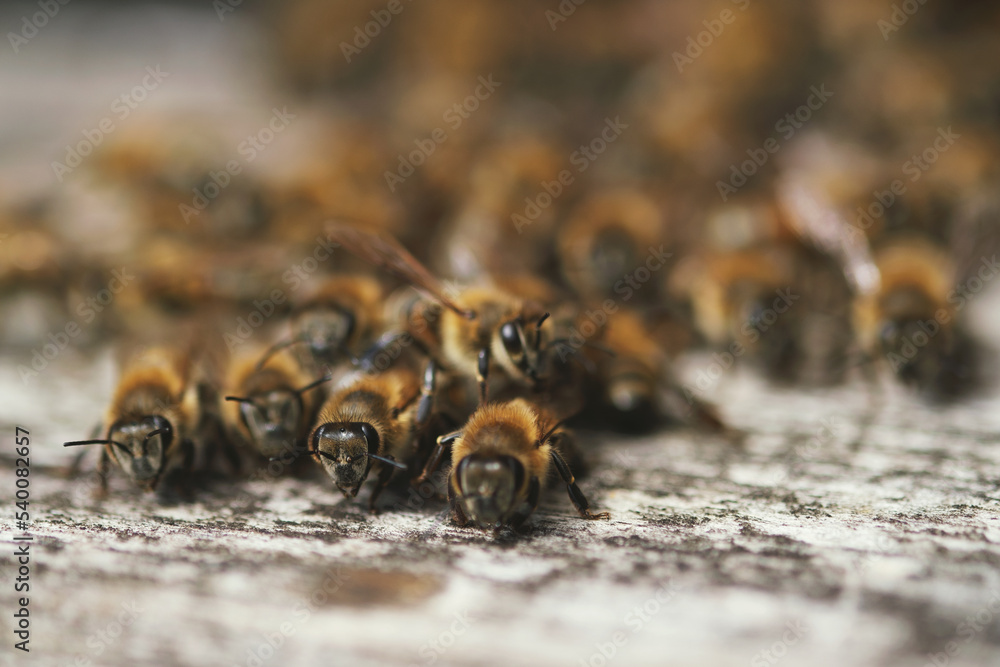 Close up shot of lots of bees on a gate of bee box Close up shot of lots of bees on a gate of bee box