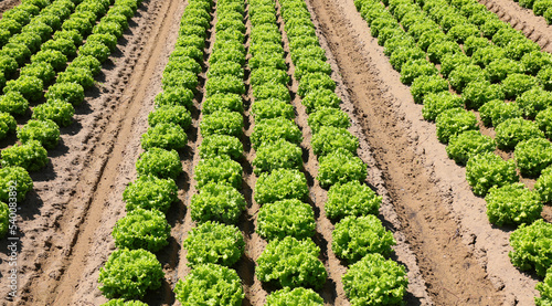 field cultivated with cabbage salad growing on the fertile soil