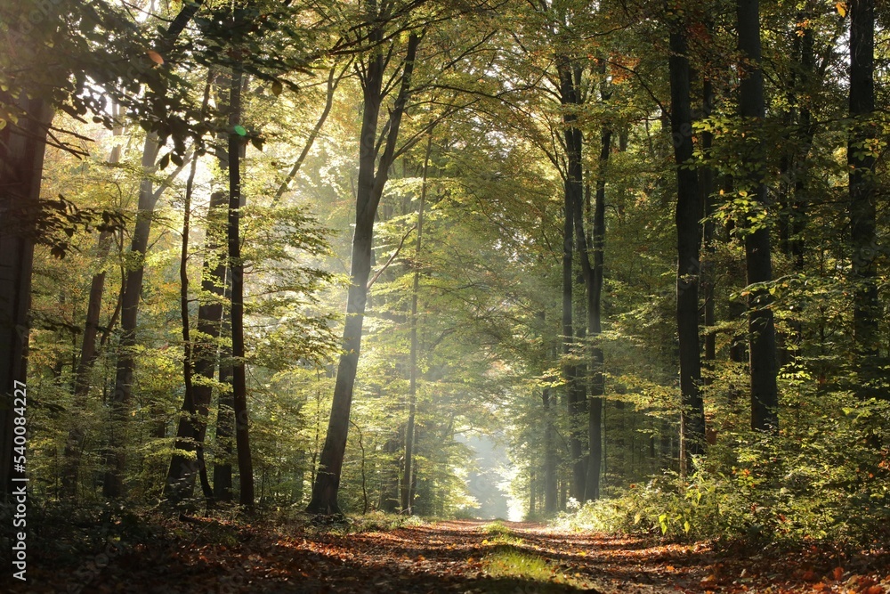 Fototapeta premium Majestic beech forest on an autumn morning. The rising sun hits the path between the trees