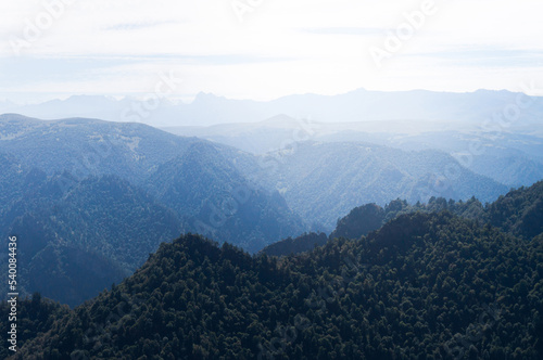 blue mountains in fog. forest on mountain slopes