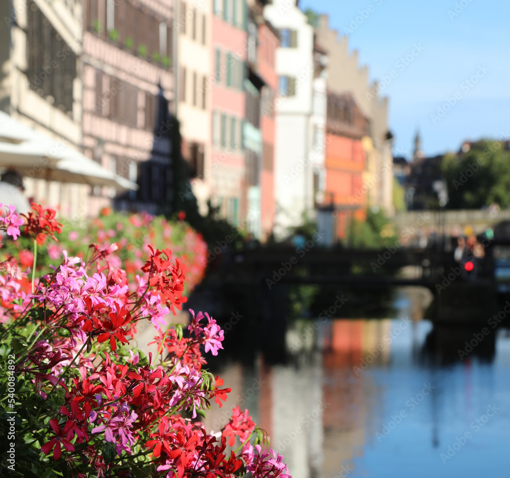 Geranium flowers in pots on the bank of the ILL river in Strasbourg France