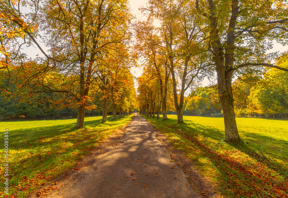 Fototapeta premium Beautifull alley in autumn lined with chestnut trees and sun shining through the colorful leaves of the trees