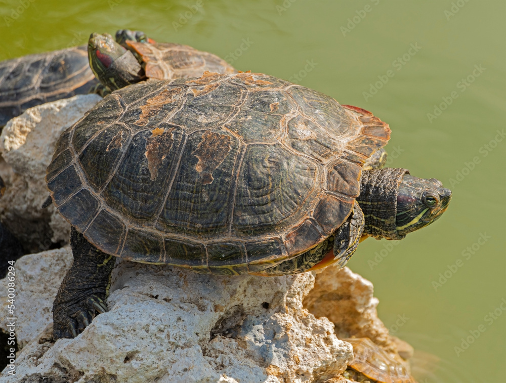 red-eared turtle basking in the sun red-eared turtle basking in the sun