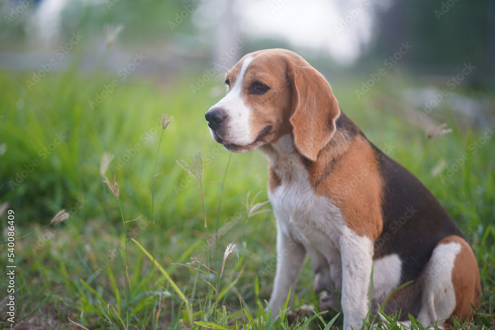 Portrait of an adorable beagle dog sits on the green grass.