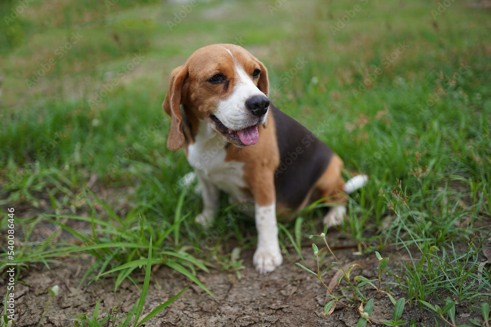 An adorable beagle dog sits on the green grass.