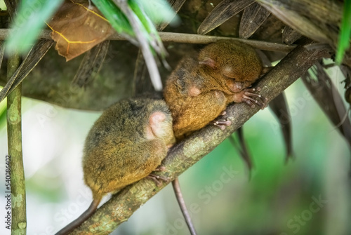 Two Sleeping Tarsier Monkeys on Bohol, Philippines