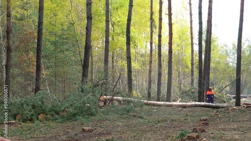 felled falling tree. a worker with a chainsaw in the forest is cutting down trees