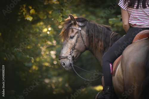 Pferd mit Reiterin