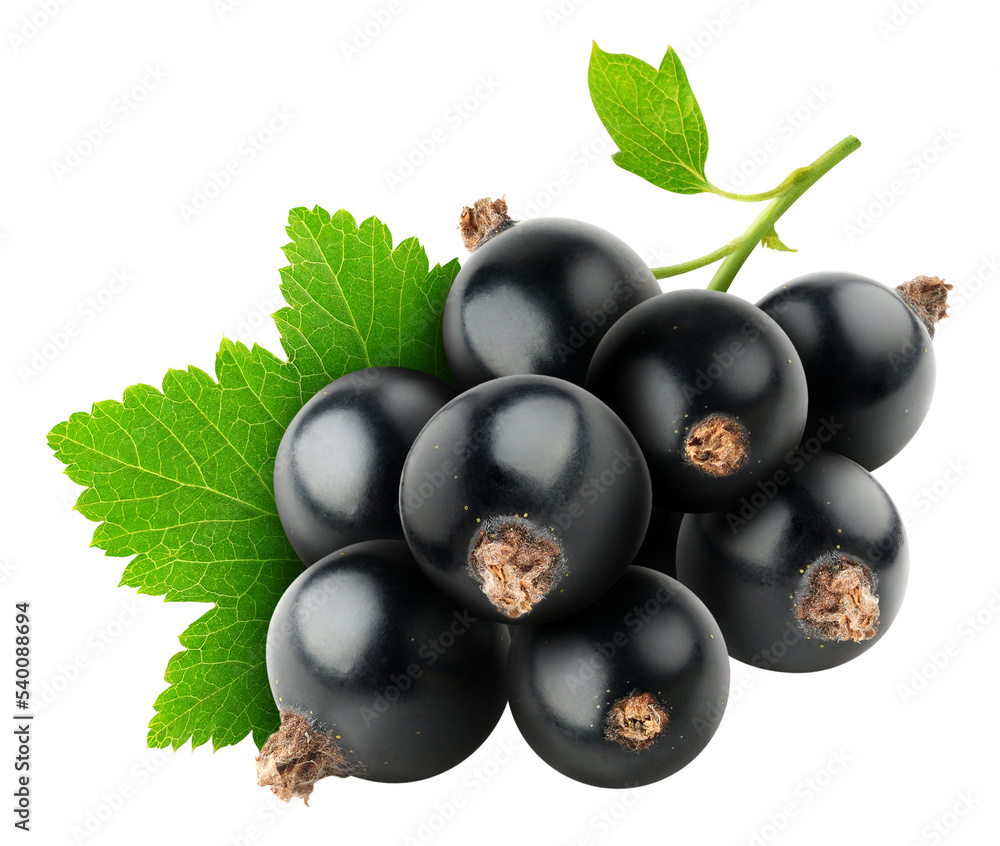 Bunch of black currant berries cut out - obrazy, fototapety, plakaty 