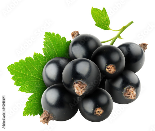 Bunch of black currant berries cut out photo