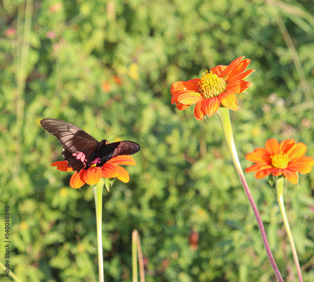 Fototapeta premium butterfly on a flower