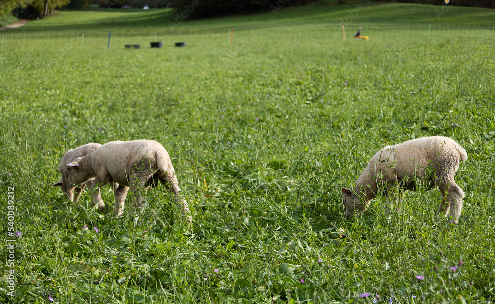 sheep in the field sheep in the field