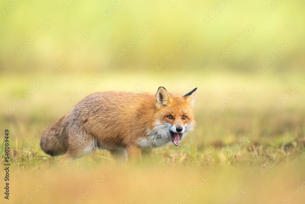 Fox Vulpes vulpes in autumn scenery, Poland Europe, animal walking among winter meadow in green background	