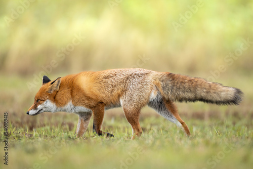 Fox Vulpes vulpes in autumn scenery  Poland Europe  animal walking among winter meadow in green background 