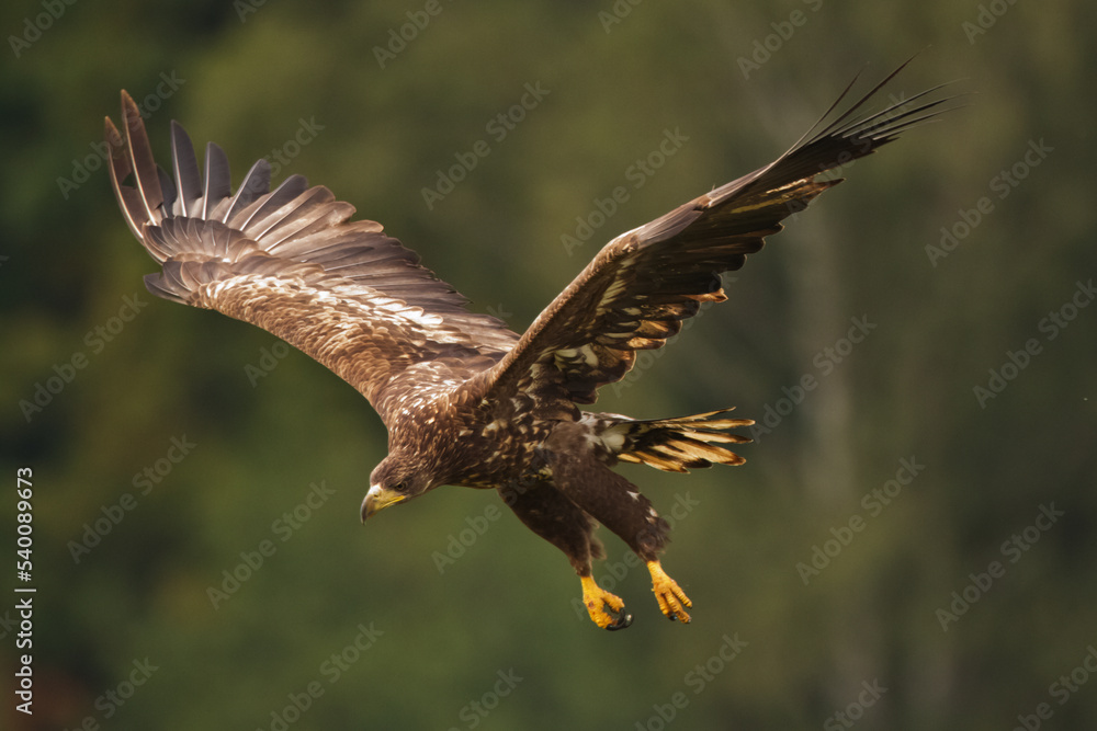 Obraz premium Majestic predator White-tailed eagle, Haliaeetus albicilla in Poland wild nature 