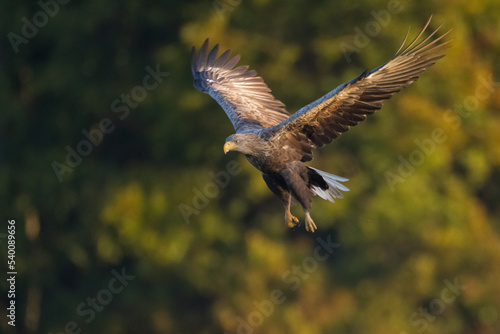 Majestic predator White-tailed eagle, Haliaeetus albicilla in Poland wild nature 