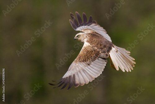 Flying Birds of prey Marsh harrier Circus aeruginosus, hunting time Poland Europe