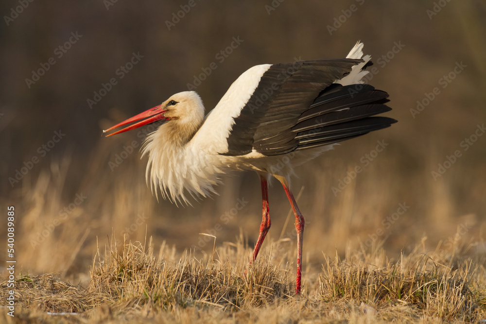 Naklejka premium white stork Ciconia ciconia walking among green meadow Poland Europe