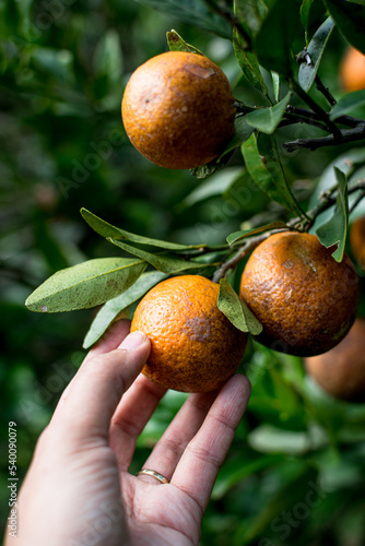 African American woman, Black woman hand picking multiple 3 fresh Okinawa tankan oranges from citrus tree farm