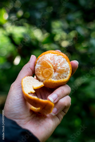African American woman, Black woman hand holding half peeled fresh Okinawa tankan orange from citrus tree farm photo
