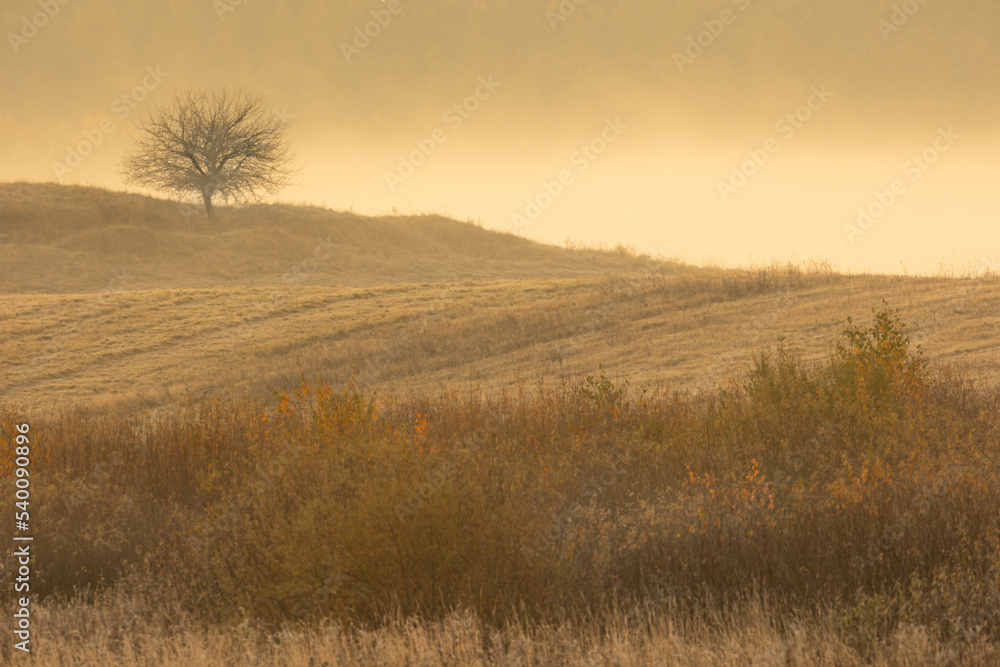 October landscape lonely tree on the hill - amazing misty foggy morning in autumn season, beautiful trees with colorful leaves, Poland, Europe, Podlasie Knyszyn Primeval Forest October landscape lonely tree on the hill - amazing misty foggy morning in autumn season, beautiful trees with colorful leaves, Poland, Europe, Podlasie Knyszyn Primeval Forest