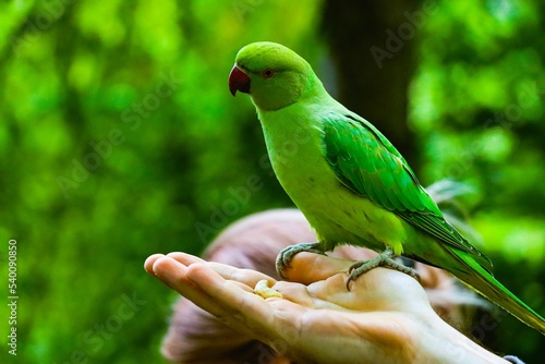Fototapeta Echo parakeet (Psittacula eques) on a hand